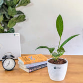 Anthurium Bigbill, with 5.5 Inches White Decor Pot
